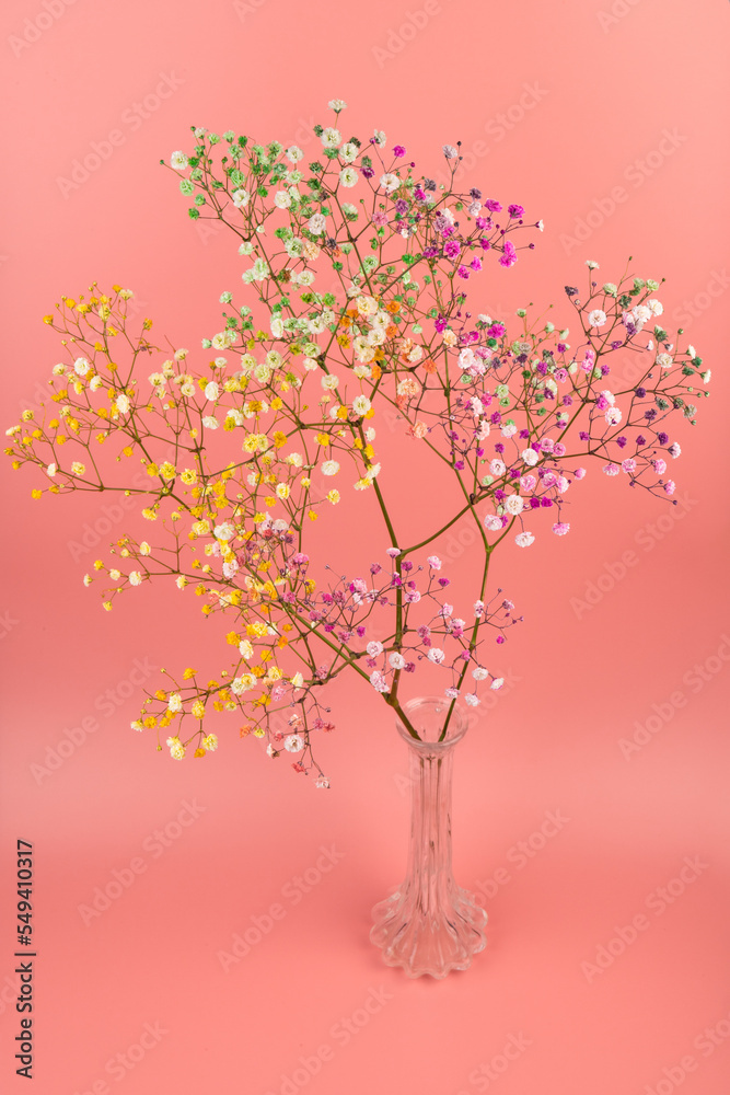 Fototapeta premium Colorful gypsophila twigs. Delicate graceful twigs with flowers on pink background.