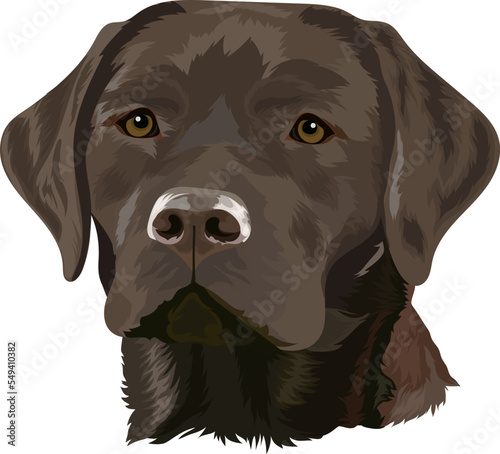Chocolate Labrador Retriever. Portrait of a dog on a white background. Vector illustration.