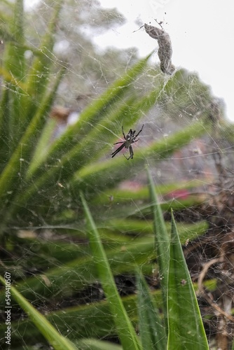 Vertical closeup of a Cyrtophora citricola spider capturedpreying photo