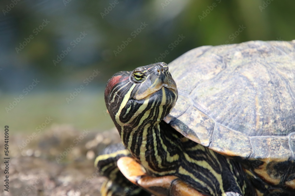 Obraz premium Red eared Slider turtle terrapin