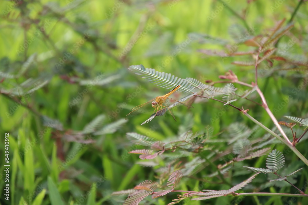 Scarlet Skimmer Dragonfly on a stem