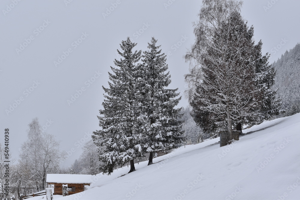 drzewa zimą - obrazy, fototapety, plakaty 