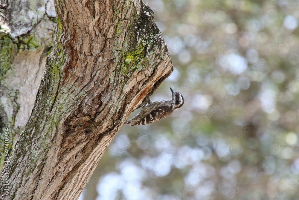Sunda Pygmy Woodpecker pecking on a tree Sunda Pygmy Woodpecker pecking on a tree