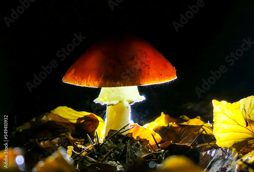 illuminated mushroom