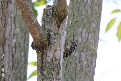 Sunda Pygmy Woodpecker pecking on a tree