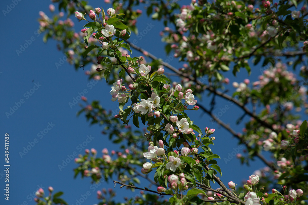 Cherry branches with white flowers and green leaves on a blue sky background. High quality photo
