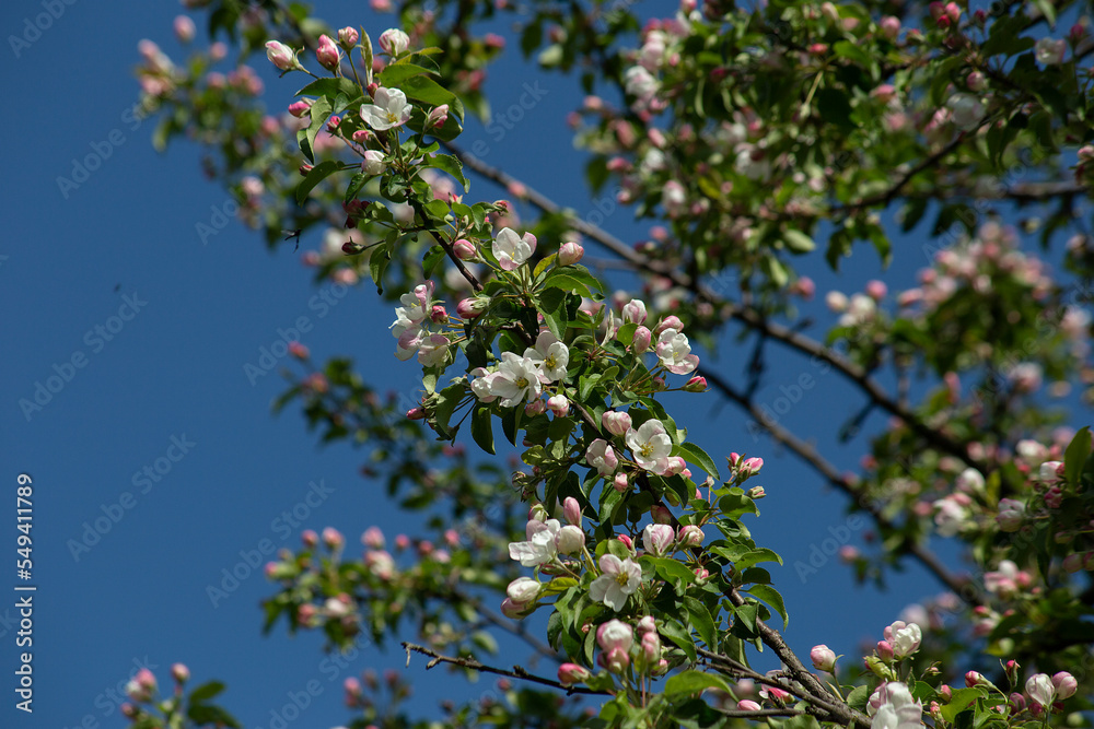 Cherry branches with white flowers and green leaves on a blue sky background. High quality photo Cherry branches with white flowers and green leaves on a blue sky background. High quality photo