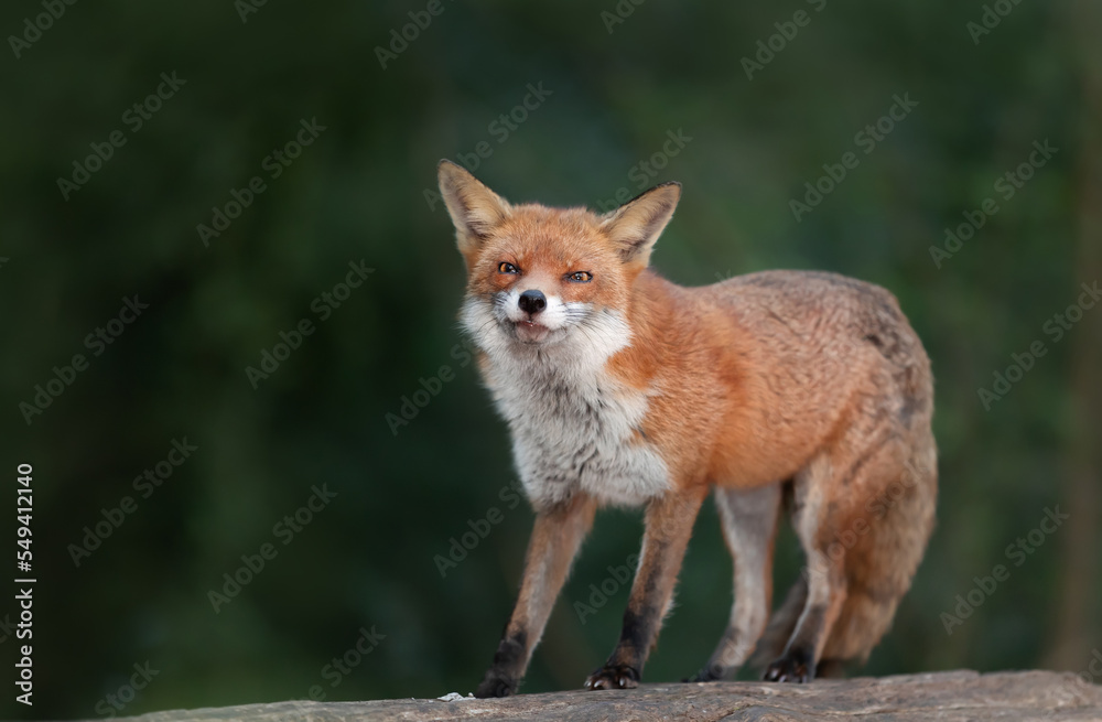 Close up of a Red fox standing on a log in a forest