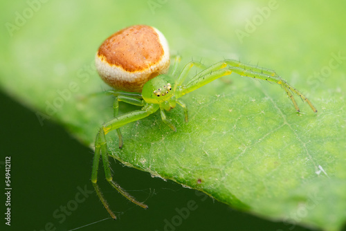 Green crab spider (Diaea dorsata) photo