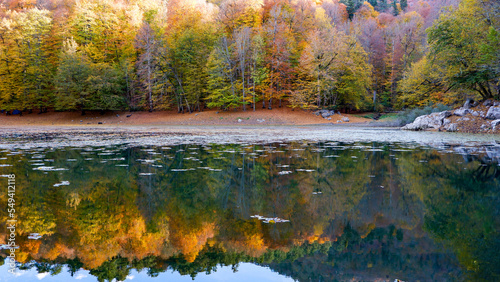 Colorful trees reflected in the water. Autumn landscape. Yegidoller, Bolu, Turkey.