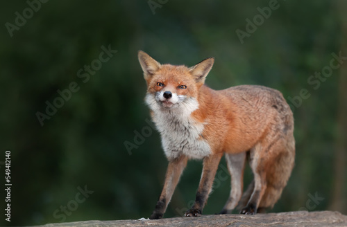 Close up of a Red fox standing on a log in a forest © giedriius