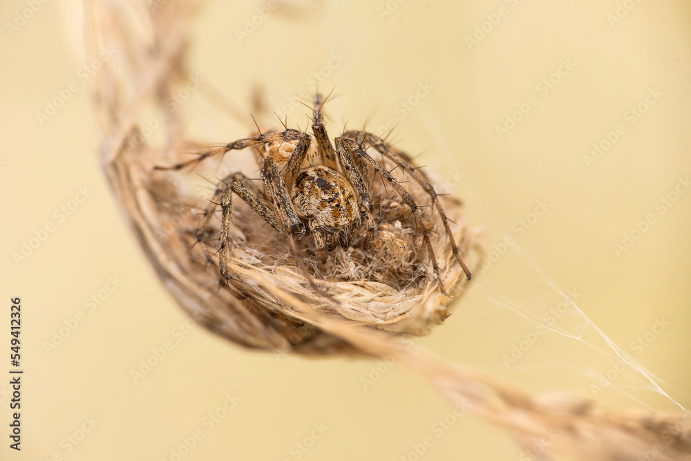 Lynx spider (Oxyopes sp.) protecting its babies Lynx spider (Oxyopes sp.) protecting its babies