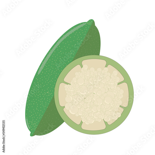 Australian Finger lime or Caviar Lime icon on white background