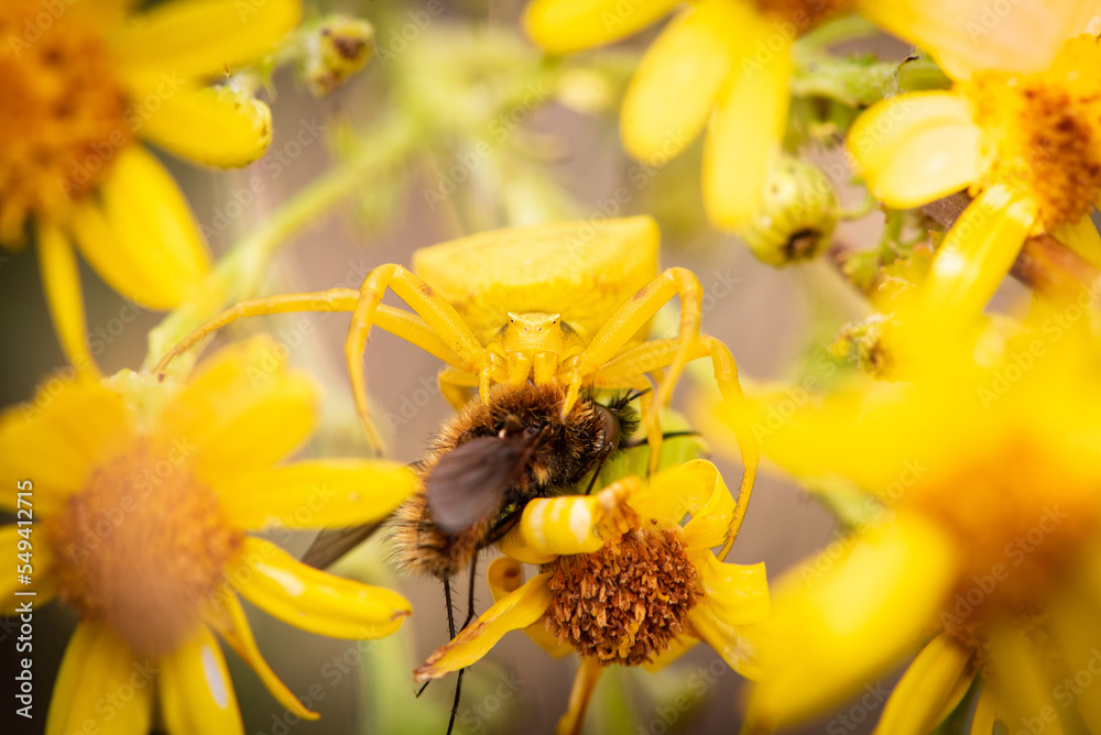 Flower crab spider (Thomisus onustus) eating a bee Flower crab spider (Thomisus onustus) eating a bee