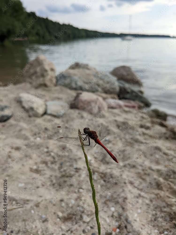portrait of dragonfly on the grass with picturesque background lake and sand coast portrait of dragonfly on the grass with picturesque background lake and sand coast