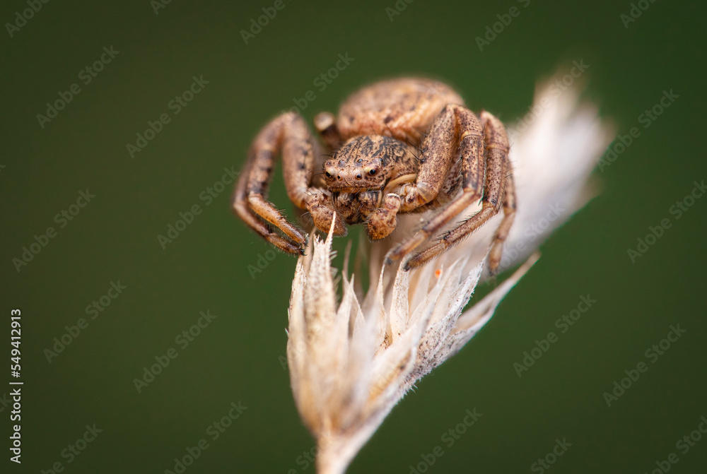 Crab spider (Xysticus sp.) on a flower Crab spider (Xysticus sp.) on a flower
