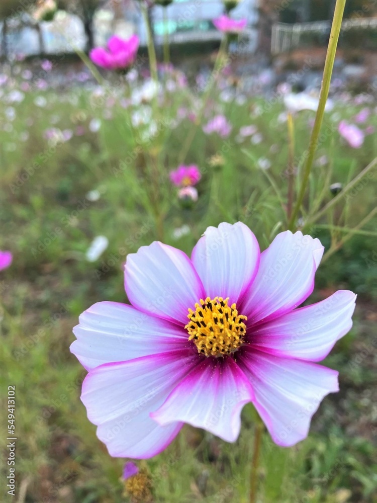 Obraz premium 오후의 산책 중 만난 들꽃