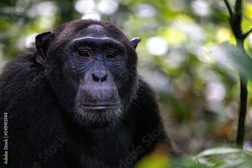 Adult chimpanzee, pan troglodytes, in the tropical rainforest of Kibale National Park, western Uganda. © Rixie