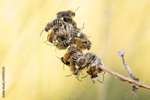 Plasterer bees (Colletes sp.) regrouping photo
