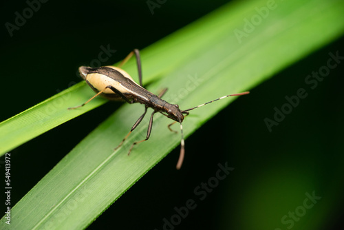 European bug Micrelytra fossularum on a blade of grass