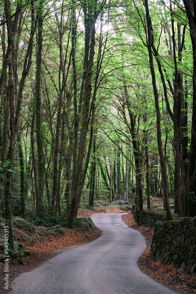 Naklejka premium Winding road in a beech forest in autumn, footpath in a beech forest in the volcanic area of Garrotxa in Catalonia, Spain.