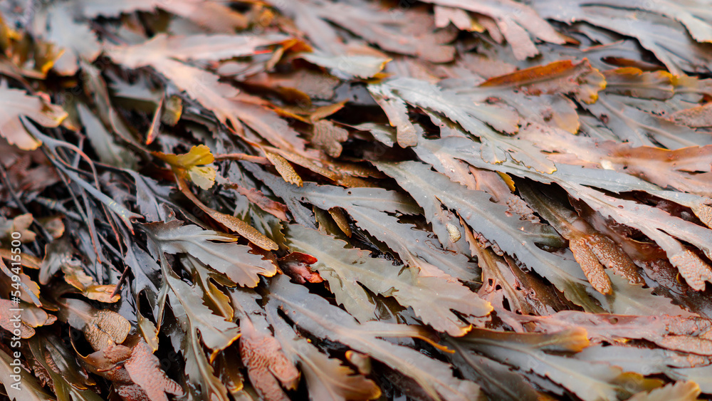 Bladder Wrack Seaweed
