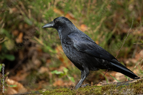 crow on the ground