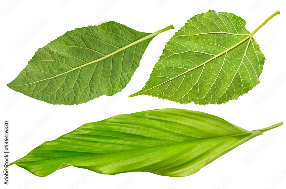 Fototapeta premium three isolated fresh leaves. blackberry leaves and long fibrous leaves.