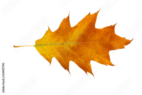 Autumn maple leaf bright on white background.