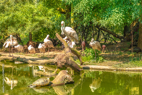 white birds African spoonbills standing in a lake reflected in the water. Freshwater and coastal birds in the family Threskiornithidae. Platalea alba species of Africa. photo