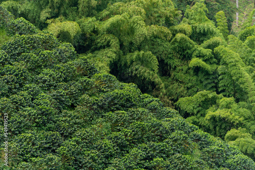 Bamboo forest and coffee plants field in Manizales , Caldas, Antioquia , Colombia - stock photo