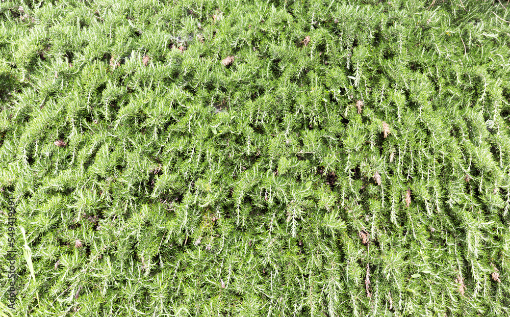 View of background made of rosemary View of background made of rosemary