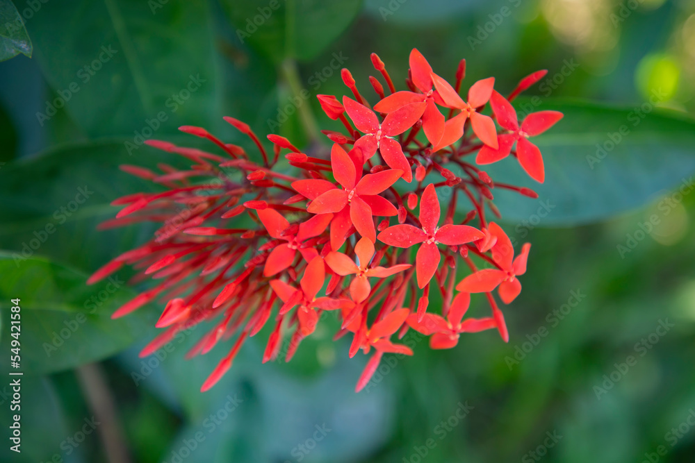 A bunch of Ixora Hybrid Red cluster flowers with green Blurry background A bunch of Ixora Hybrid Red cluster flowers with green Blurry background