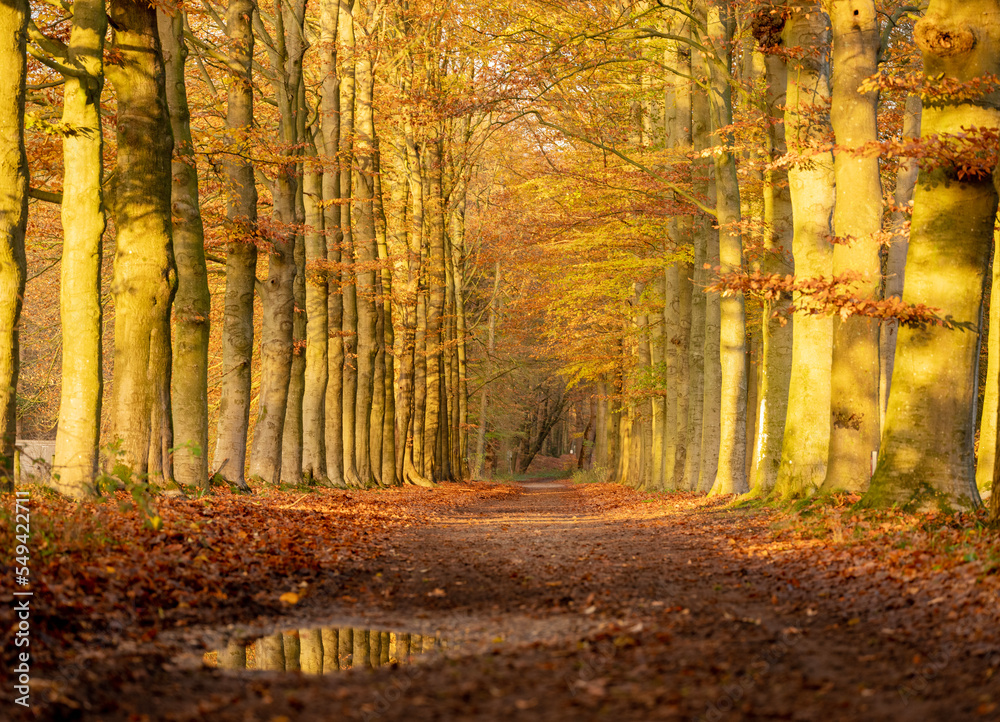 Obraz premium autumn forest reflected in water of puddle in the netherlands near utrecht with walking woman