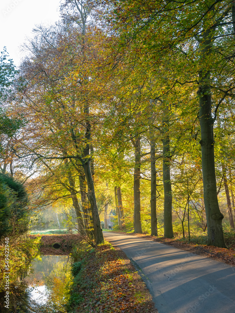 Fototapeta premium country road near utrecht in autumnal forest on utrechtse heuvelrug in the fall
