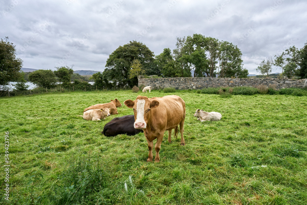 cows on a Pasture in Kerry county, Republik of Ireland cows on a Pasture in Kerry county, Republik of Ireland