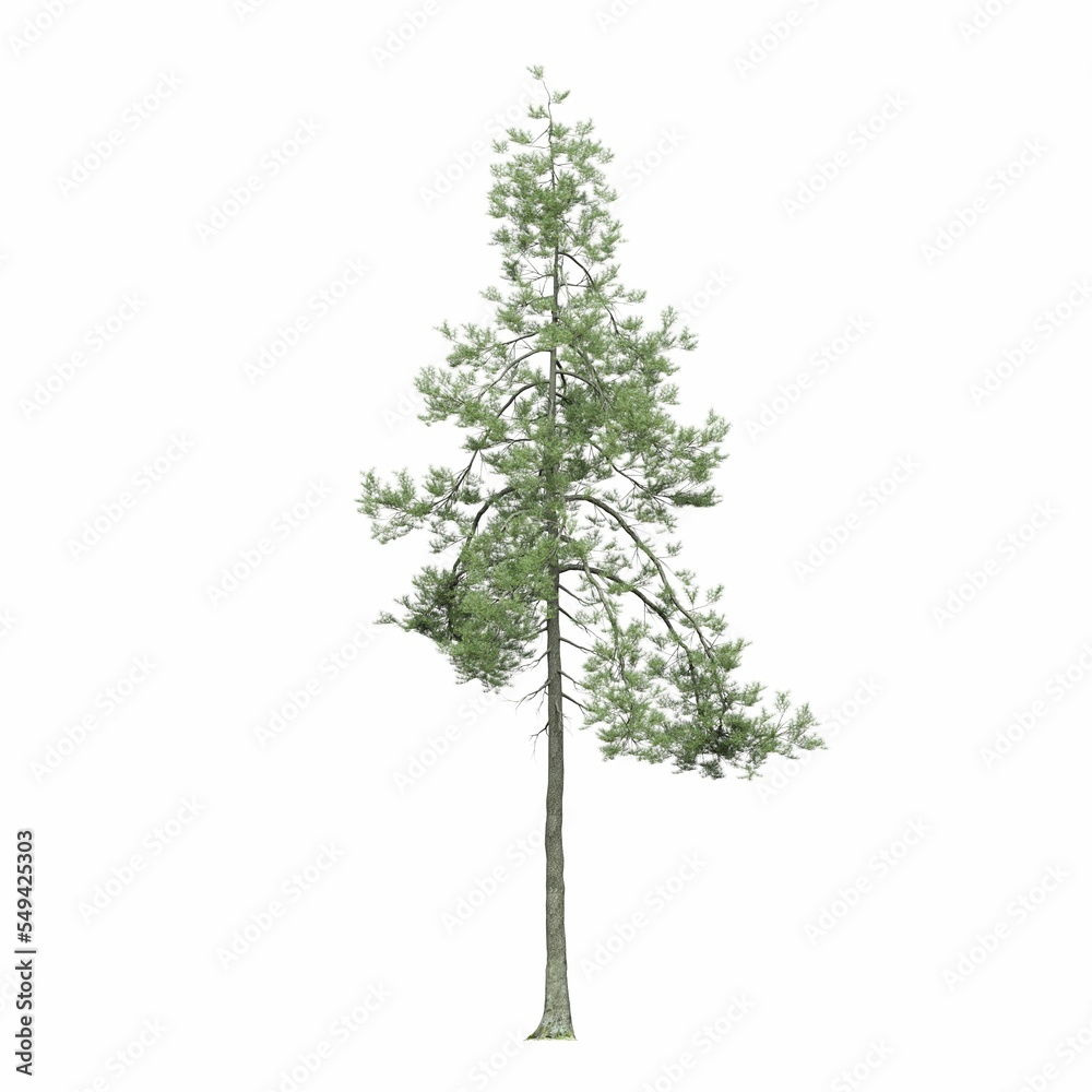 deciduous tree, isolated on white background, 3D illustration, cg render