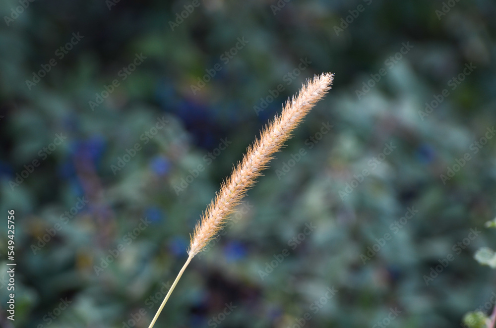 Obraz premium Grain stick on green background