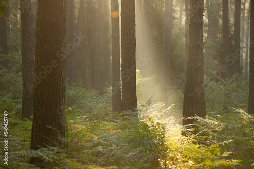 Światło wschodzącego słonca w lesie