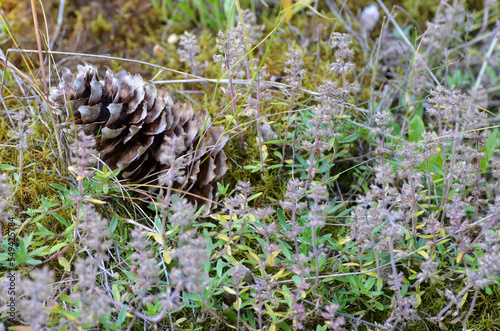 Conifer cone in the grass