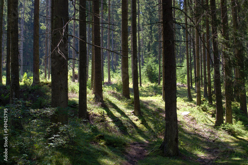 Light in the dark forest