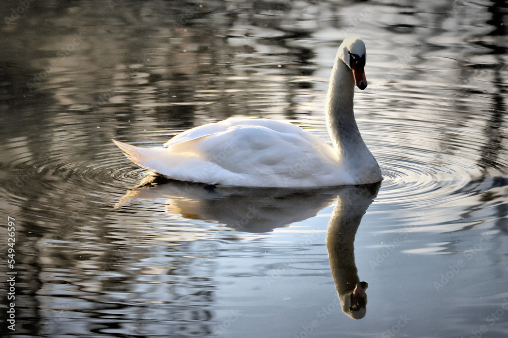 Fototapeta premium Swan