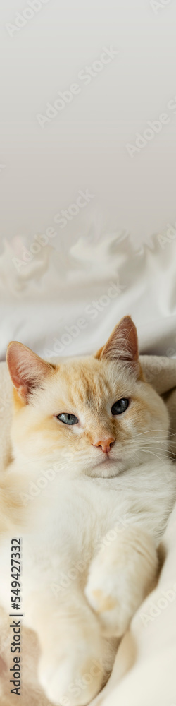 Vertical 4x1 banner with a beautiful blue-eyed thick cream cat on a white fabric background