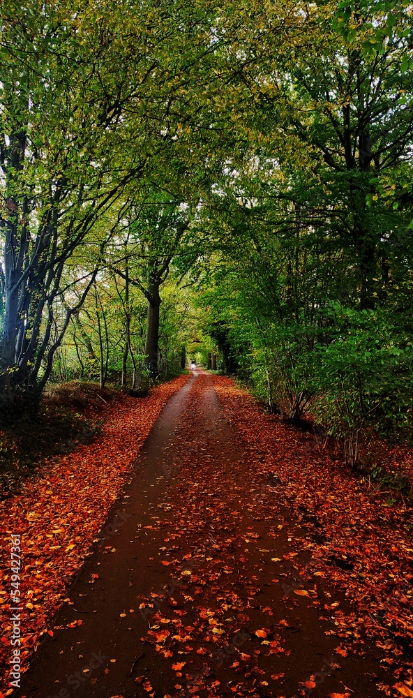 Fototapeta premium Footpath in the Woods