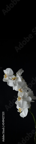 vertical banner 4x1 with white orchid flowers with water droplets on a black background close-up