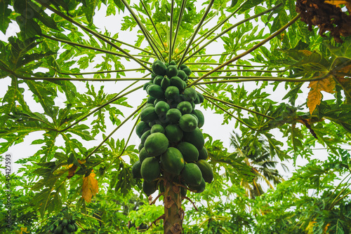 A papaya tree with hollow stems and petioles. The leaves are arranged in a spiral and clustered at the growing tip of the trunk. The plant is showing a heavy fruiting crop that is still green. photo