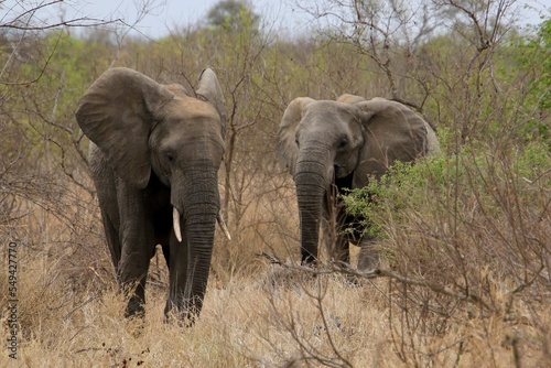 Elefantenk  he Kr  ger Nationalpark S  dafrika 