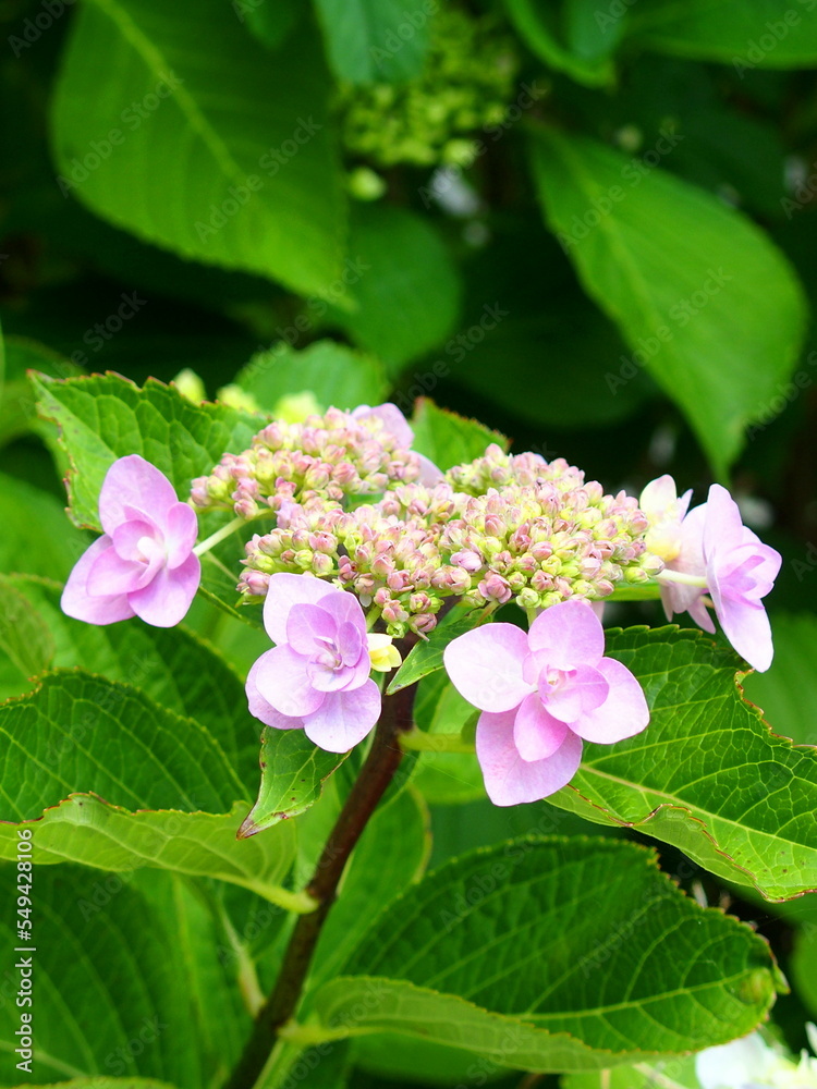 八重咲きの薄紫の額紫陽花
