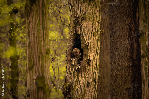 Puszczyk w starym lesie - Tawny owl