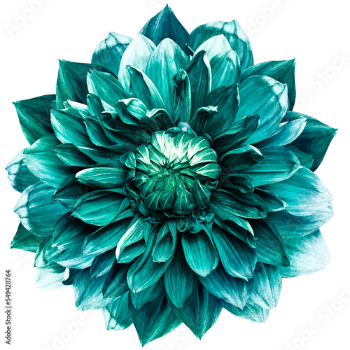 Turquoise  dahlia. Flower on isolated background with clipping path.  For design.  Closeup.  Transparent background.  Nature.